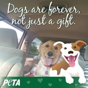 Meet your Posher, Freida